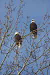 Bald Eagles In Tree